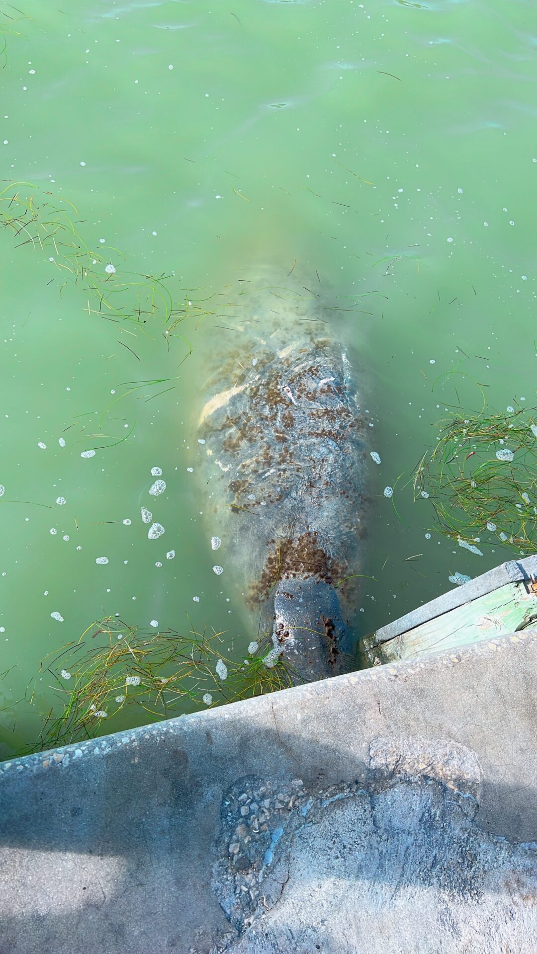 【エバーグレーズ国立公園のマナティ】カヤックで自然を満喫‼野生のマナティとアリゲーターも発見！！ - ぴんくのねずみの森